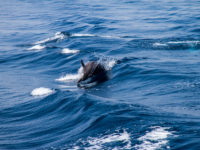 Springender Delfin