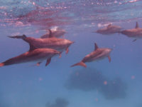 Delfin Begegnungen