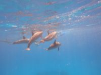 Delfin Begegnungen