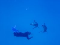 Delfin Tanzen
